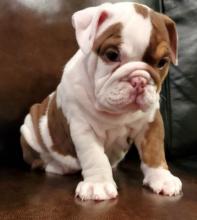 Puppies for sale english bulldog - Russia, Tyumen