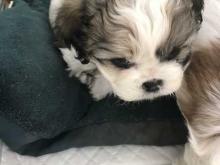 Puppies for sale shih tzu - Finland, . Price 32 €