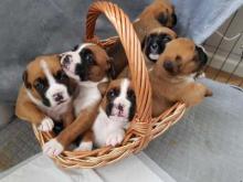 Puppies for sale boxer - Greece, Athens