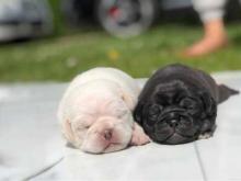 Puppies for sale pug - Poland, Warsaw