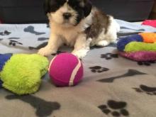 Puppies for sale shih tzu - Bulgaria, Sofia. Price 10 €