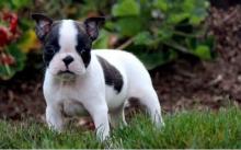 Puppies for sale boston terrier - Cyprus, Larnaca