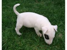 Puppies for sale bull terrier - Russia, Magnitogorsk