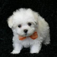 Puppies for sale maltese - Turkmenistan, Turkmenabad