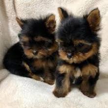 Puppies for sale yorkshire terrier - Poland, Czestochowa