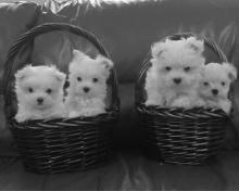 Puppies for sale maltese - Denmark, Kopenagen. Price 10 €