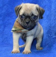 Puppies for sale pug - Ireland, Dublin