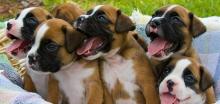 Puppies for sale boxer - Ireland, Dublin. Price 10 €
