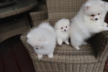 Puppies for sale pomeranian spitz - Sweden, Helsingborg