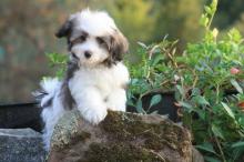 Puppies for sale havanese - Denmark, Kopenagen. Price 32 €