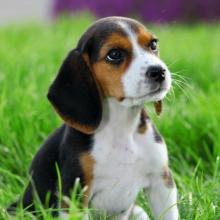 Puppies for sale beagle - Ireland, Dublin