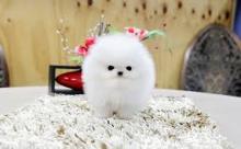 Puppies for sale pomeranian spitz - Turkmenistan, Ashgabat