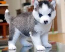 Puppies for sale , siberian husky - Lithuania, Ignalina