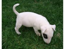 Puppies for sale bull terrier - Turkmenistan, Turkmenabad