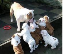 Puppies for sale english bulldog - Turkmenistan, Dashoguz