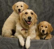 Puppies for sale golden retriever - Ireland, Dublin