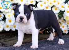 Puppies for sale boston terrier - Turkmenistan, Dashoguz