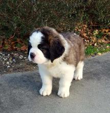 Puppies for sale , saint bernard - Lithuania, Elektrenai
