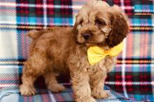 Puppies for sale other breed, cockapoo puppies - Turkmenistan, Dashoguz