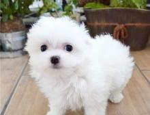 Puppies for sale maltese - Turkmenistan, Ashgabat