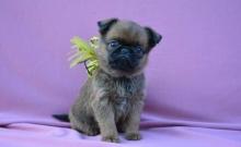 Puppies for sale griffon - Slovenia, Zagreb. Price 10 €