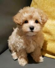 Puppies for sale other breed, maltipoo - Turkmenistan, Ashgabat