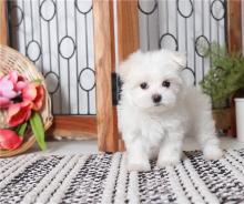 Puppies for sale maltese - Russia, Belgorod