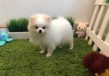 Puppies for sale pomeranian spitz - Kyrgyzstan, Bishkek