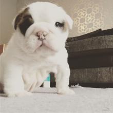 Puppies for sale english bulldog - Ukraine, Exactly