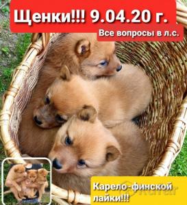 Продам щенка Карело-финская лайка - Беларусь, Бобруйск. Цена 150 долларов
