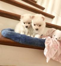 Puppies for sale , pomeranian puppies - USA, Vermont. Price 400 $