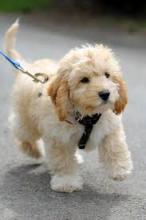 Puppies for sale , cockapoo - Uzbekistan, Fergana