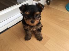 Puppies for sale yorkshire terrier - Russia, Moscow