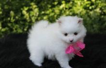 Puppies for sale , pomeranian puppies - USA, South Dakota. Price 400 $