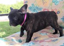 Puppies for sale french bulldog - Ukraine, Exactly