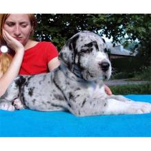 Puppies for sale haski - Belarus, Mogilev