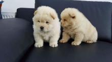 Puppies for sale chow chow - Uzbekistan, Fergana