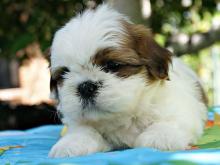 Puppies for sale shih tzu - Moldova, Cahul