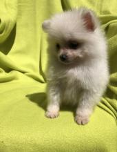 Puppies for sale , pomeranian puppies - Canada, British Columbia, Vancouver. Price 400 $