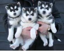 Puppies for sale haski, siberian husky puppies - Kyrgyzstan, Bishkek