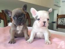 Puppies for sale french bulldog - Uzbekistan, Andijan