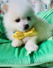 Puppies for sale , pomeranian puppies - Canada, British Columbia. Price 400 $