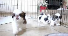 Puppies for sale shih tzu - Georgia, Burn