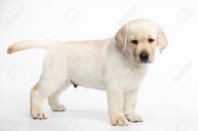 Puppies for sale labrador - Turkmenistan, Ashgabat