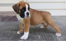 Puppies for sale boxer - Moldova, Balti