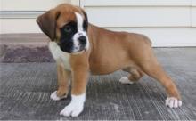 Puppies for sale boxer - Armenia, Armenia