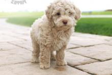 Puppies for sale toy-poodle - Georgia, Burn