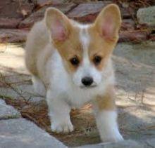 Puppies for sale , corgi puppies - Kazakhstan, Shymkent. Price 400 $