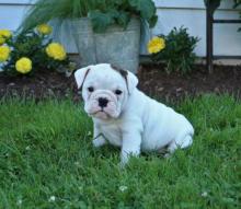 Puppies for sale english bulldog - Georgia, Burn