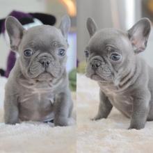 Puppies for sale french bulldog - Tajikistan, Khujand